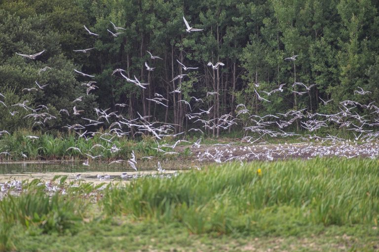 Baie de Canche Réserve Naturelle Nationale-M07-2020-2©Les globe blogueurs