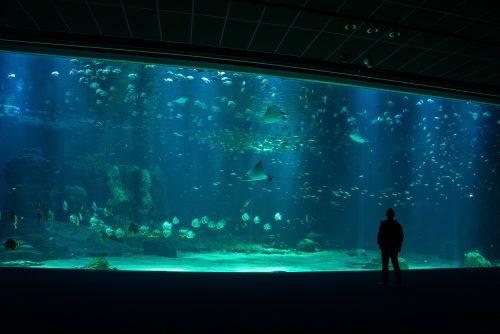 Nausicaa-M09-2021-4©lescoflocs