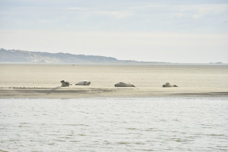 Baie d'Authie-phoques-hiver©Yannick cadart-CD62 (4)