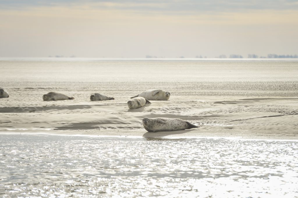 Baie d'Authie-phoques-hiver©Yannick cadart-CD62 (7)
